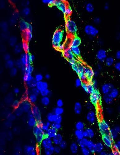 뇌의 영양분 공급 조절하는 모세혈관 '칼슘 신호 체계' 발견