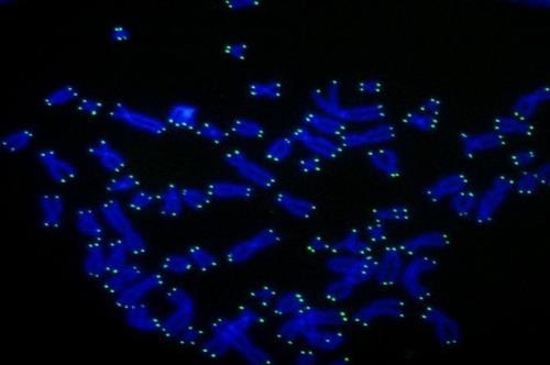 '노화·암' 관여 텔로머라제 효소, '정크 DNA'가 제어한다