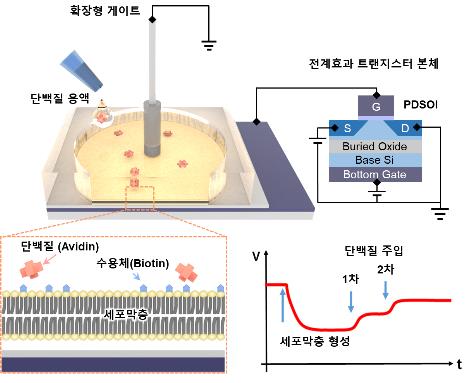 "인체 세포막으로 민감도 개선한 바이오센서 원천기술 개발"