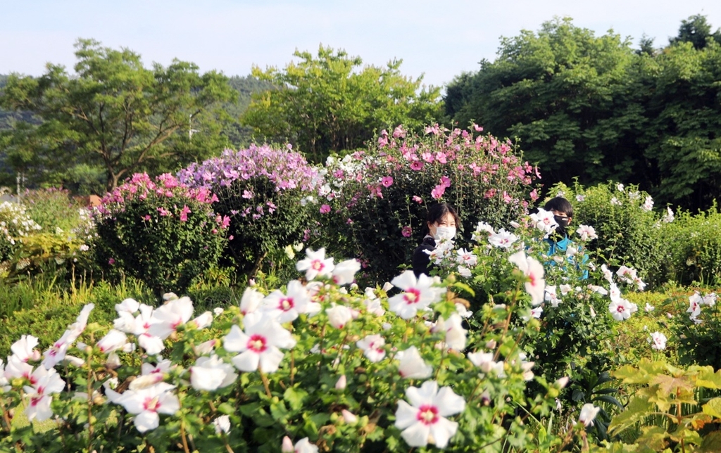 '힘내라 대한민국' 천리포수목원서 다음 달 3∼23일 무궁화 축제