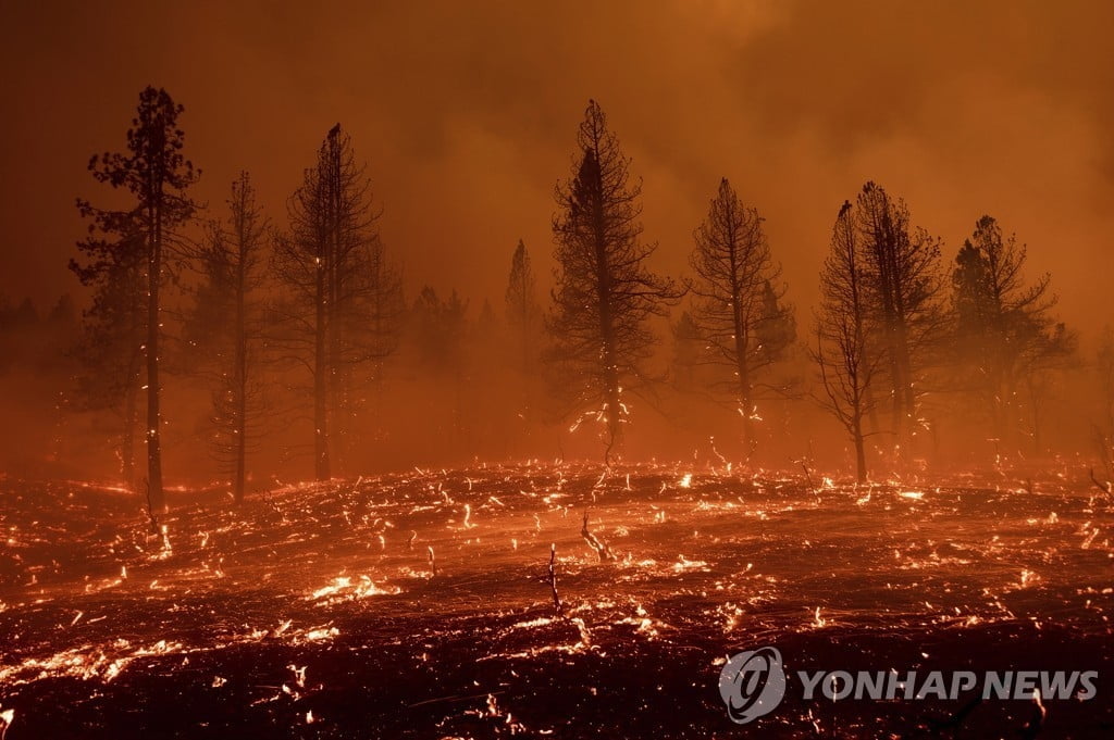 美 서부 폭염·산불에 고통…바다생물 떼죽음·소방관 순직