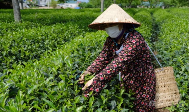 베트남 상반기 차(茶) 수출 증가...전년比 4.4%↑ [코참데일리]