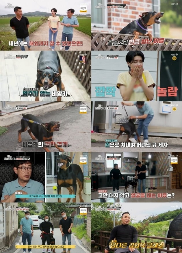 사진제공=KBS2 ‘개는 훌륭하다’ 방송화면 캡처
