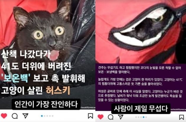 /사진=검은고양이 다홍 인스타그램