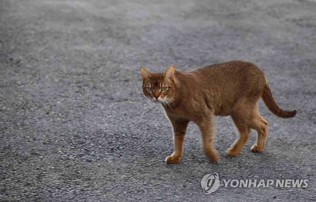 전주시, '길고양이 급식소' 40곳으로 확대…"위생적 먹이 제공"