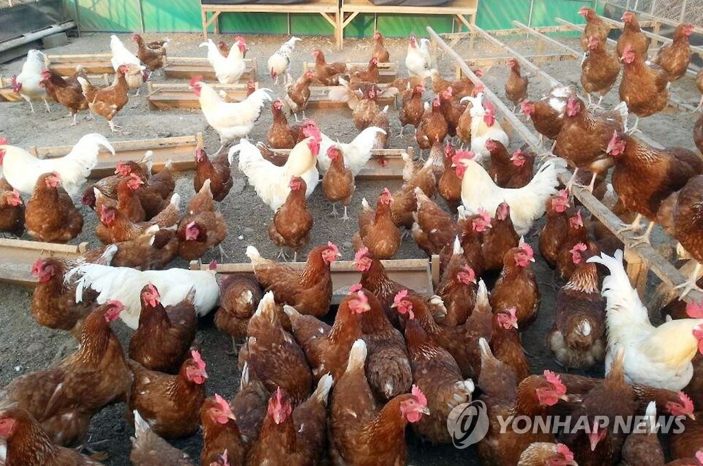 닭·오리 살처분 줄이자…충남도, AI 방역등급 관리제 도입