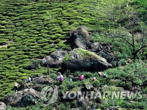 '왕이 마셨던 하동 가루녹차'…세계인 입맛 사로잡는다