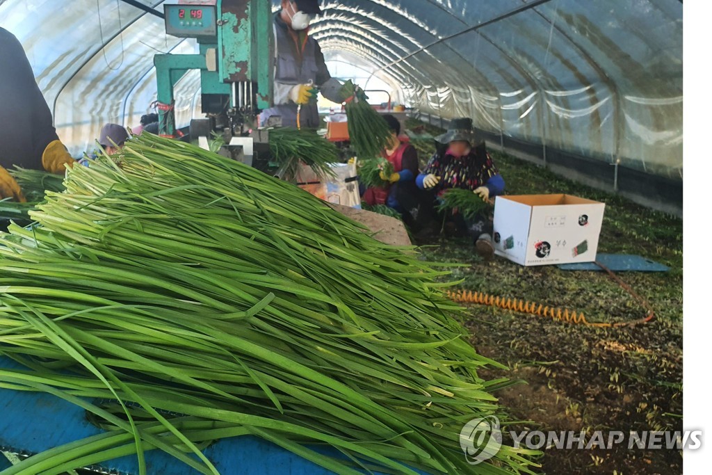 서울시, 김치재료 438건 잔류농약 검사…3건 부적합