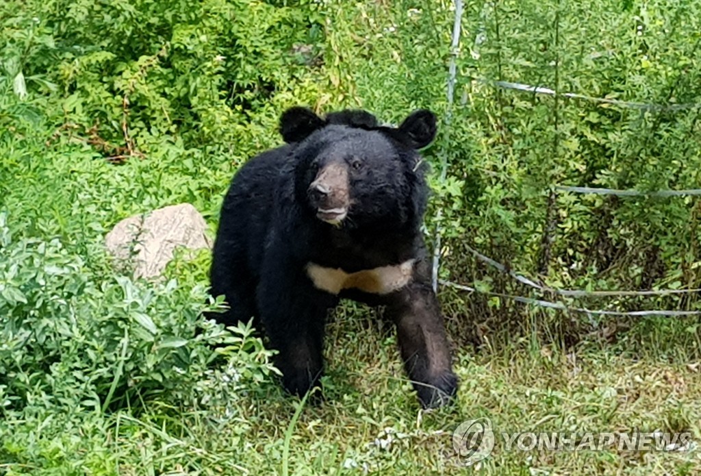 용인서 반달가슴곰 2마리 탈출…미발견 1마리 내일 수색(종합2보)