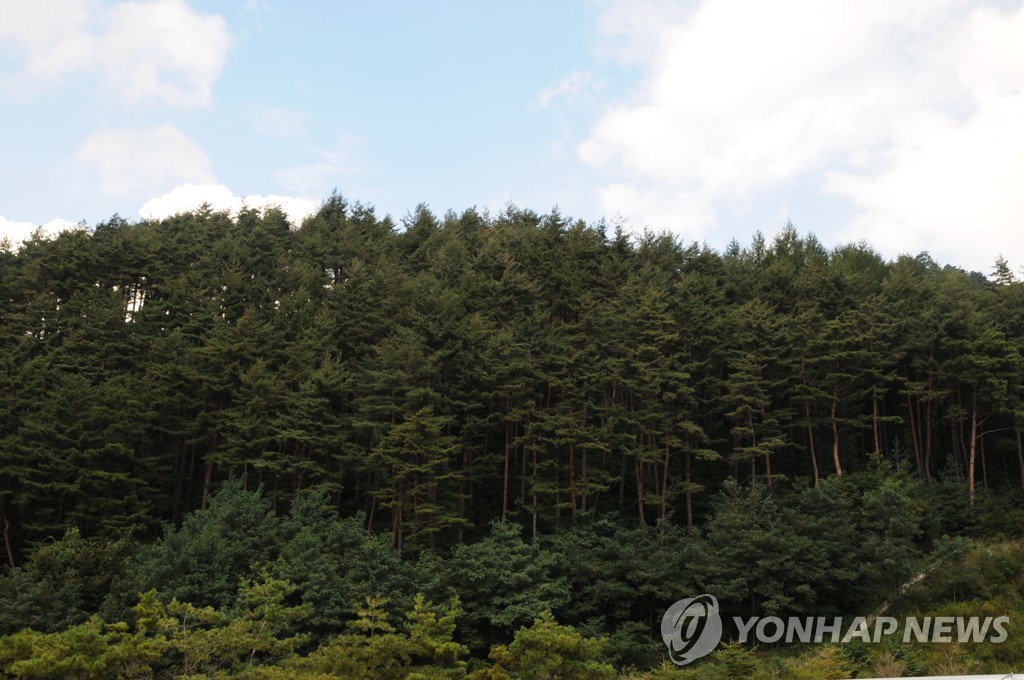 솔잎으로 대기오염도 측정한다…표준화 통해 유사 연구 활성화