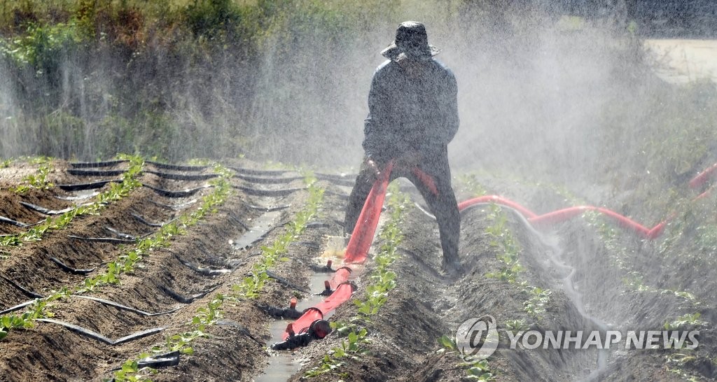 연일 폭염 제주, 농작물 생육 부진·가축 체중감소 우려