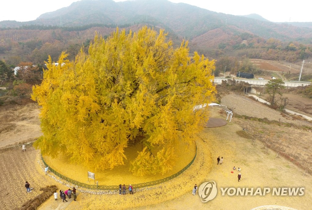 원주 반계리 수령 800년 은행나무 일대 52억 들여 광장 조성