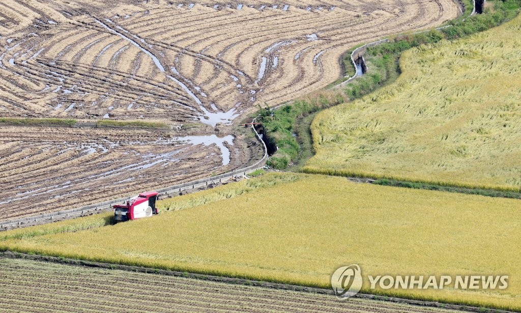 철원군 오대쌀 명성 이을 신품종 '철기50' 농가에 보급