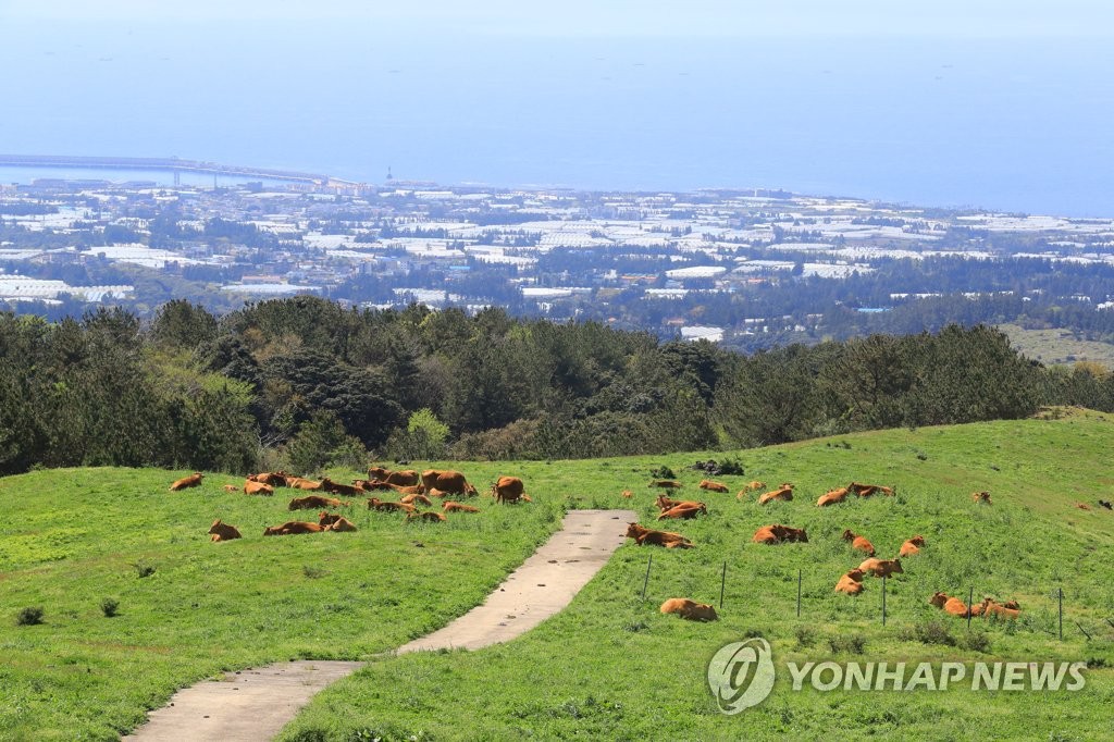 서귀포 하원마을 공동목장 한우단지 조성