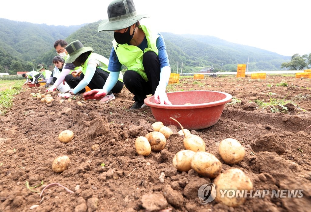 외국인 계절근로자 잇단 확진…강원 농가 일손 구하기 '비상'