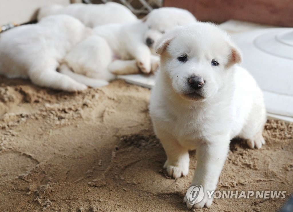 장성민 "文, 비상시국에 풍산개와 망중한…대북 메시지인가"