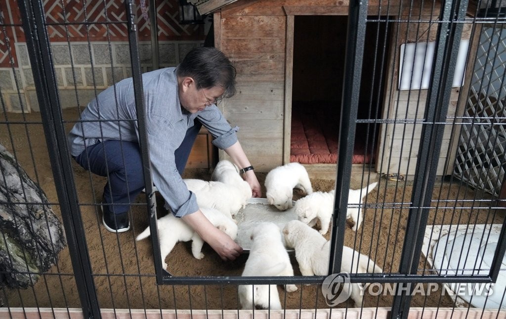 문대통령, '김정은 선물' 풍산개 새끼 7마리 공개