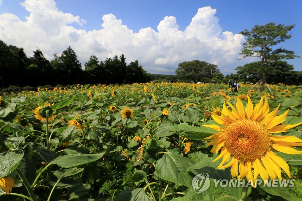 제주, 30도 넘는 폭염 지속…해수욕장 이안류 주의