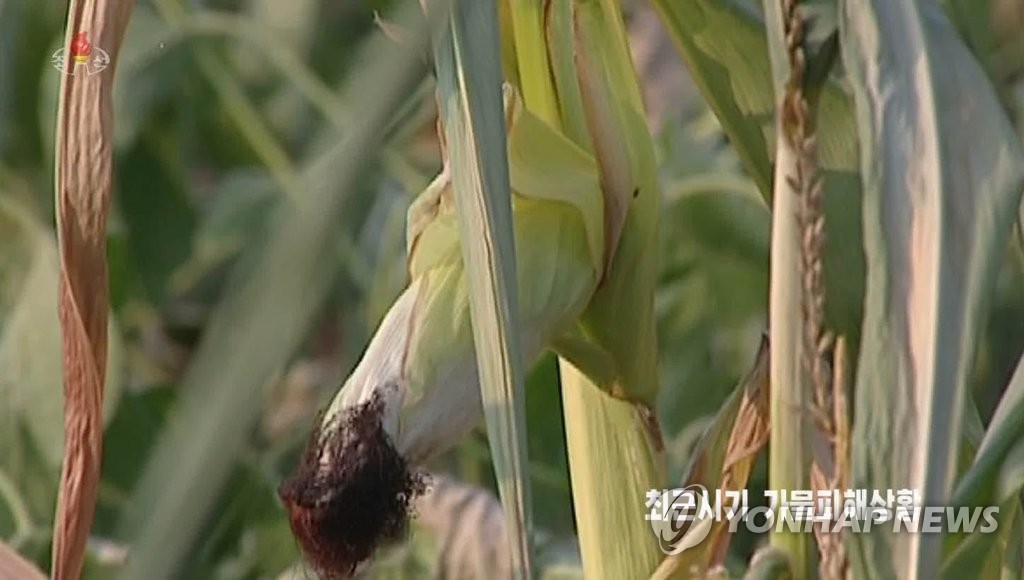 폭염 속 북한 각지서 가뭄 피해…"콩밭 마르고 옥수수잎 누래져"