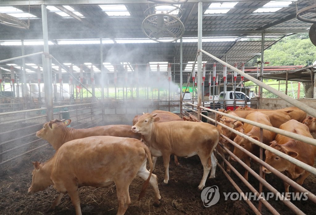 연일 폭염 제주, 농작물 생육 부진·가축 체중감소 우려