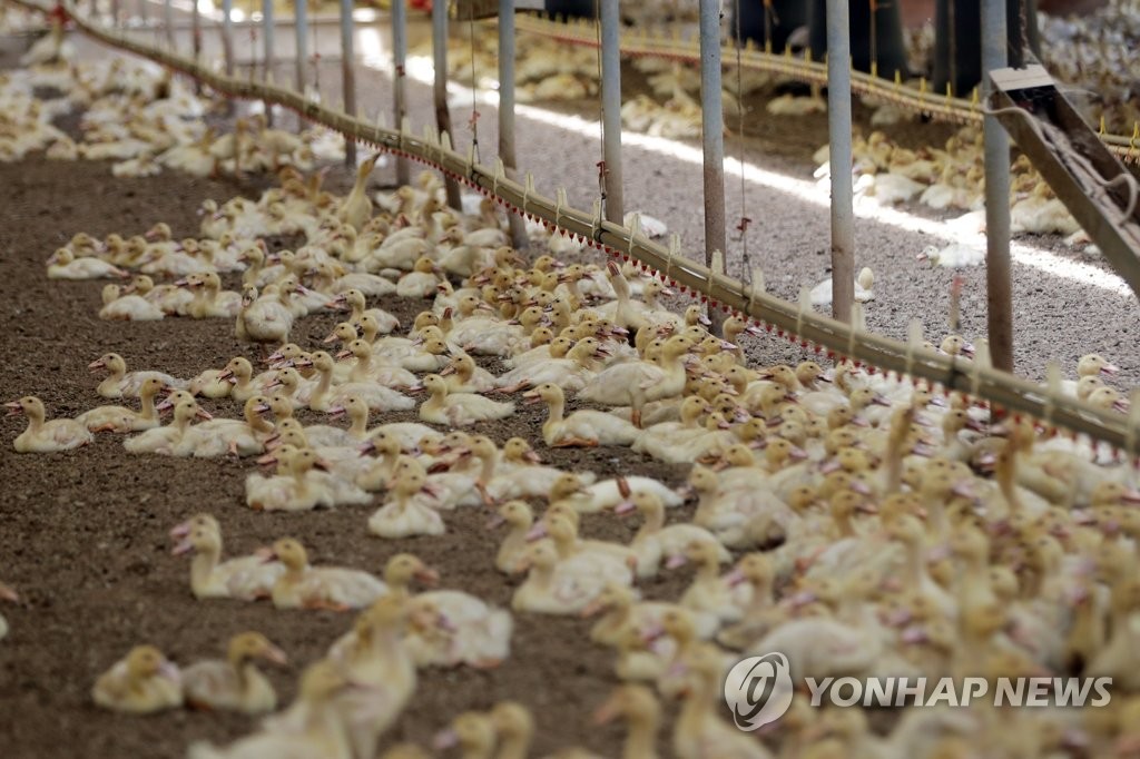 [르포] "폭염에 다 죽을 판" 힘겨운 여름나는 나주 오리농장