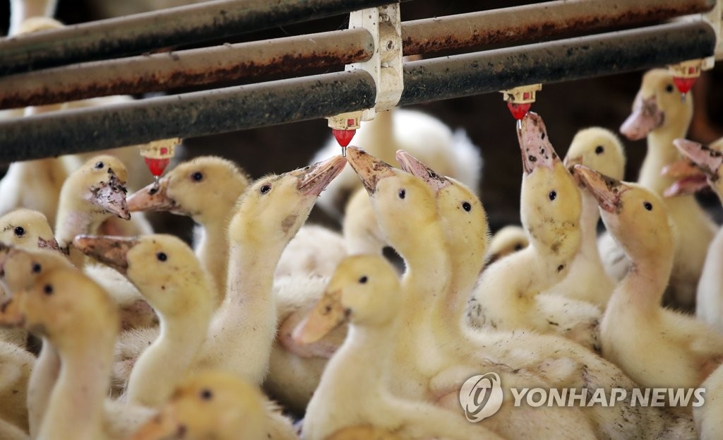 [르포] "폭염에 다 죽을 판" 힘겨운 여름나는 나주 오리농장