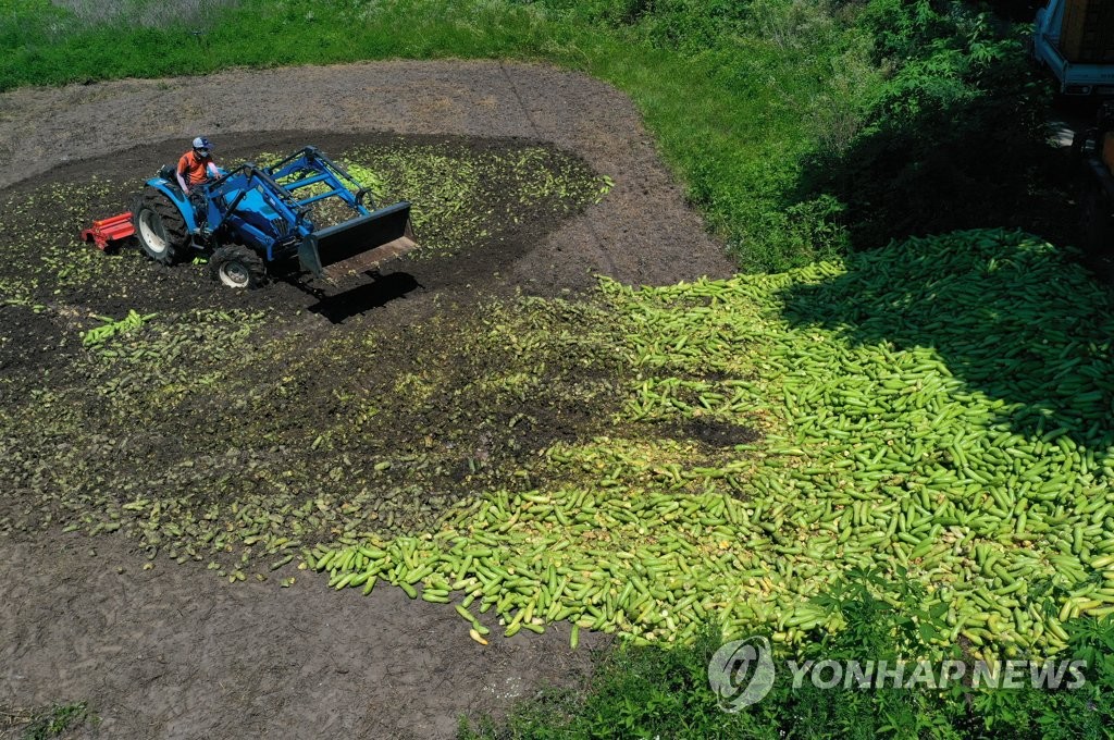 농민 눈물 닦아준 온정 '봇물'…화천 애호박 폐기 중단