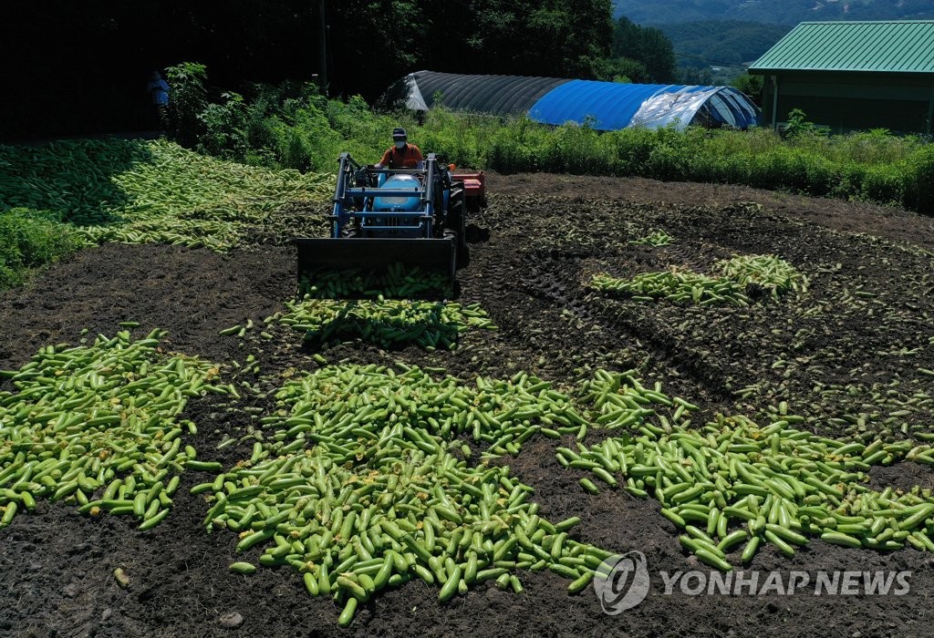 [르포] '3년 만에 또 악몽' 애태우며 애호박 갈아엎는 농민들