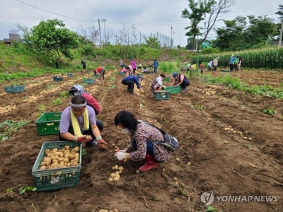 [픽! 속초] 노학동통장협의회 감자 수확 복지시설 전달