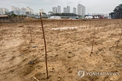 광주 산정지구 '급조 묘목밭' 주인, 농지법 위반 송치