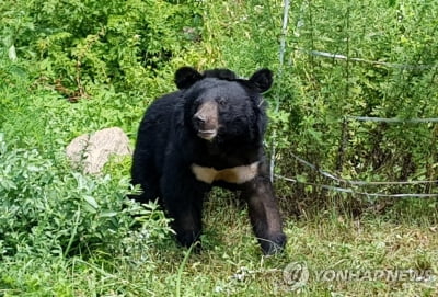 용인 곰 사육 농장서 반달가슴곰 2마리 탈출…1마리 사살(종합)