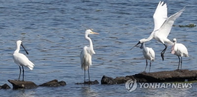 제주를 제주답게…'제주다움 지키기' 도민운동