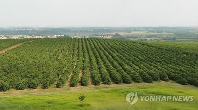 브라질 커피 산지에 한파까지…커피 원두값 급등