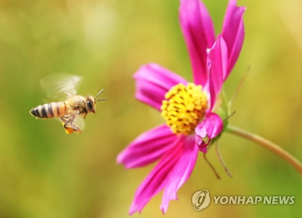 꿀벌도 커피 마시면 일 더 잘한다…영국대학 카페인 효과 분석