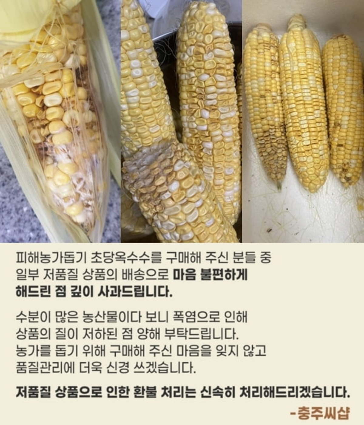 이걸 먹으라고 보낸 거냐…농가 돕기 초당옥수수 환불 대란 | 한경닷컴