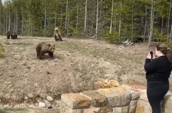 미국 옐로스톤 국립공원에서 불곰에 접근해 사진을 찍은 20대 여성이 연방검찰에 기소됐다/사진=유튜브 ‘Storyful Rights Management’ 