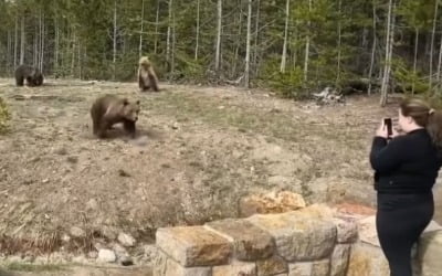 야생 불곰 '사진 촬영'…경고 무시한 20대 女의 최후