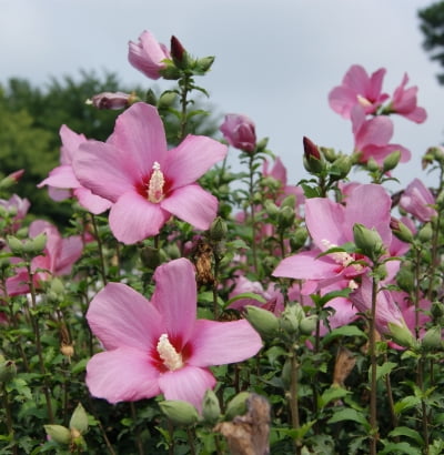 나라꽃 무궁화, 뼈 건강 개선에 도움준다