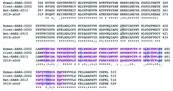 SARS-CoV-1, Civet-SARS, Bat-SARS와 SARS-CoV-2의 RBD 아미노산 서열을 비교한 논문 속 자료.