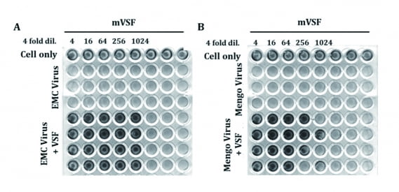 쥐에서 뇌척수염을 일으키는 EMC 바이러스(왼쪽)와 뇌심근염을 일으키는 멩고 바이러스(오른쪽)를 동물세포에 감염시켰다. 위에서 석 줄은 감염된 세포이며, 아래의 넉 줄은 감염 세포에 hzVSF를 주입한 경우다.
hzVSF를 주입한 세포들만 생존해 있는 것을 확인할 수 있다.