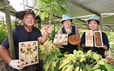 SPC그룹, 이번엔 '풍기 인삼' 농가 돕는다