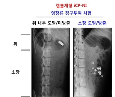 셀리버리, 코로나19 치료제 캡슐제형 최적화 성공