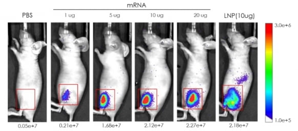 mRNA 용량별 luciferase 발현 시험./자료 제공=아이진