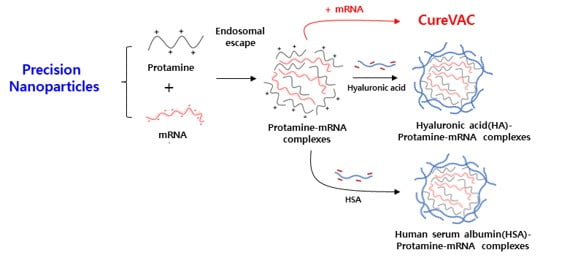 바이오이즈, 대사증후군 mRNA 치료제 공동 개발 착수