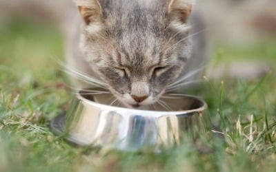 영국서 고양이 떼죽음…'미스터리 질환'에 치사율 63%