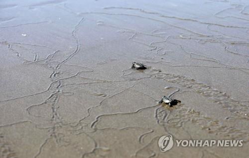 대양서 자라는 바다거북, 플라스틱 쓰레기로 '진화의 덫'에 갇혀