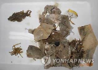 대양서 자라는 바다거북, 플라스틱 쓰레기로 '진화의 덫'에 갇혀