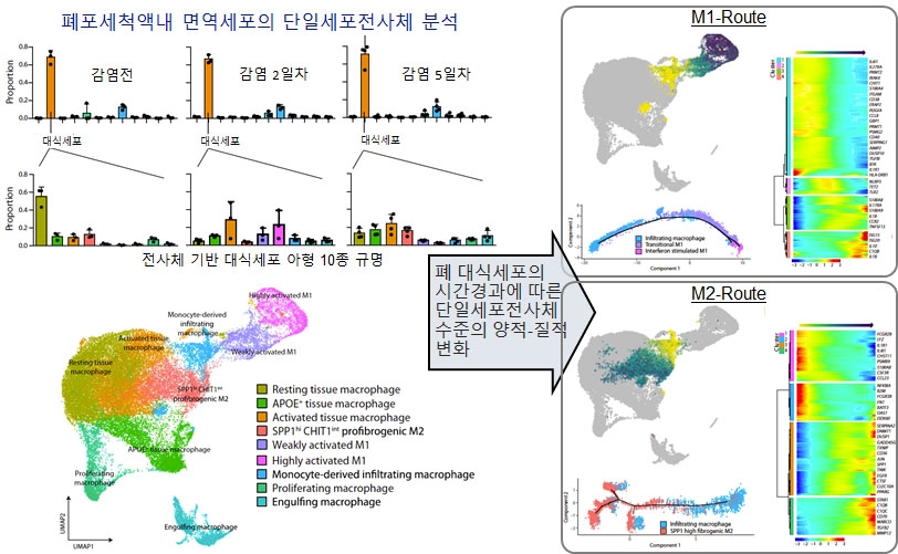 폐 손상 일으키는 코로나19 면역세포 기원·특성 밝혔다