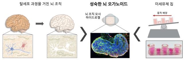 신생아 뇌 수준 '미니 뇌' 제작…치매 연구 등에 활용