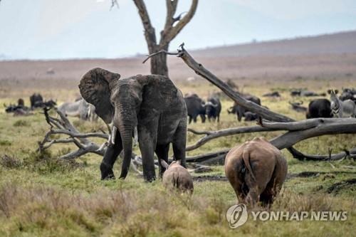 케냐, 야생동물 개체수·서식환경 조사…보호 및 관광정책 활용